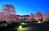 Japan_Tokyo_Parks_Evening