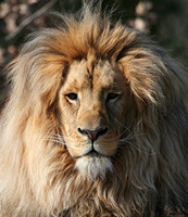 Lions 7
