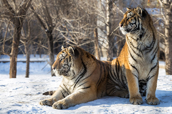 Tigers_Two