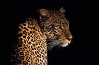 Leopards 2