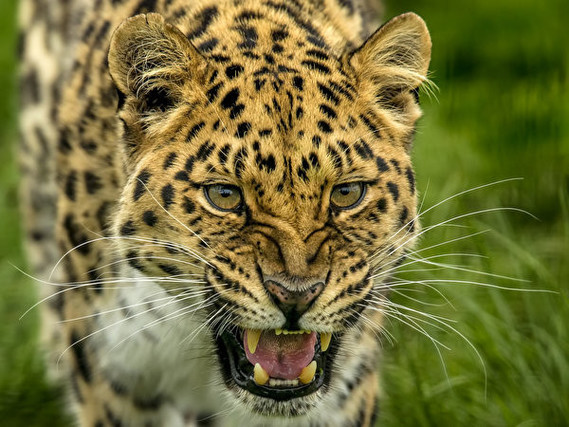 Leopards 1
