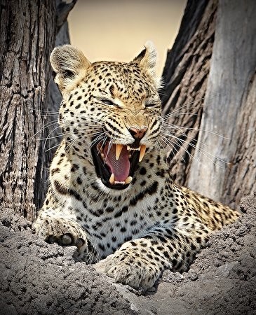 Leopards 3