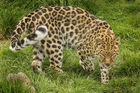 Leopards_5