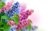 Lilac_Spring