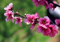 Spring_Flowering