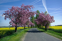 Spring_Roads_