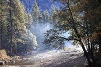 Yosemite_Trees_