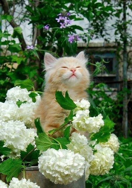 fleurs chat