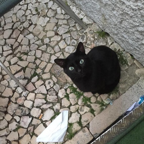 blackcat