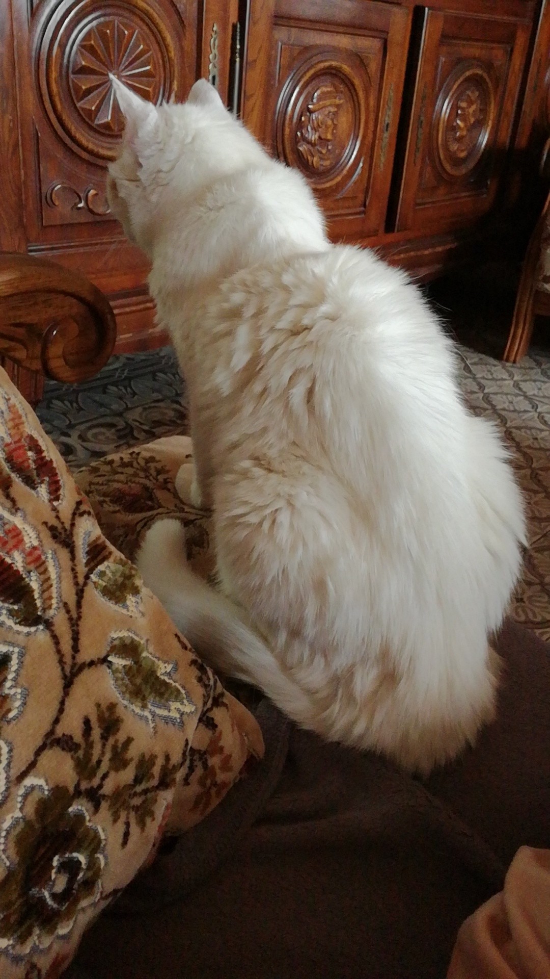 J Ai Peur De Voir Mon Chat Mourir La Sante De Votre Chat Chats Forum Animaux Doctissimo