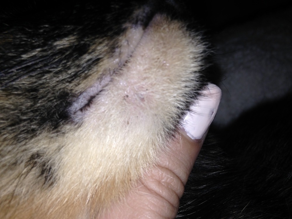 Croutes Noires Bouton Sur Le Menton De Mon Chat La Sante De Votre Chat Chats Forum Animaux Doctissimo Croutes Noires Bouton Sur Le Menton De Mon Chat La Sante De Votre Chat Chats Forum Animaux Doctissimo