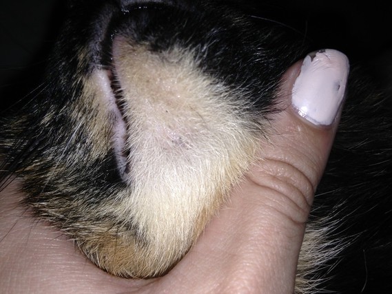 Croutes Noires Bouton Sur Le Menton De Mon Chat Croutes Noires Bouton Sur Le Menton De Mon Chat