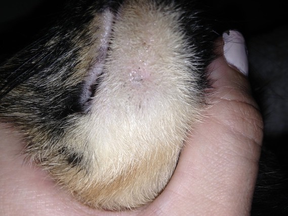 Croutes Noires Bouton Sur Le Menton De Mon Chat Croutes Noires Bouton Sur Le Menton De Mon Chat