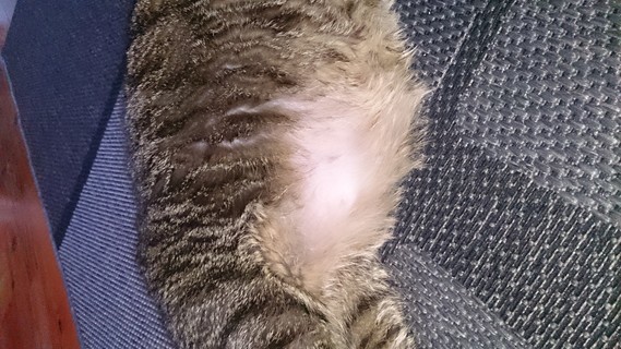 Chat Qui A Des Plaques Sans Poils Chat Qui A Des Plaques Sans Poils