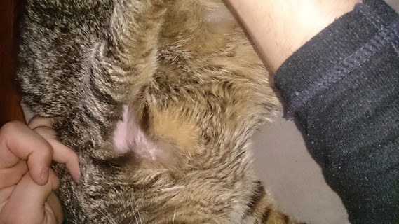 Chat Qui A Des Plaques Sans Poils Chat Qui A Des Plaques Sans Poils