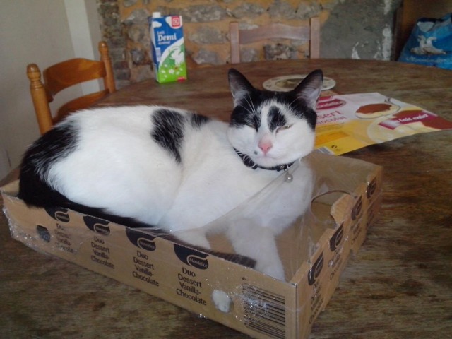 Enucleation Pour Hope Chats Forum Animaux