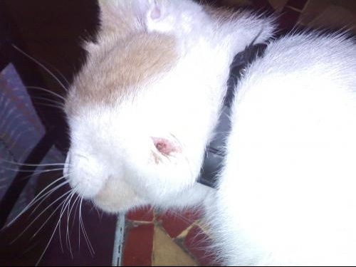 Help Mon Chat A Un Trou Dans La Joue Chats Forum Animaux Doctissimo Help Mon Chat A Un Trou Dans La Joue Chats Forum Animaux Doctissimo