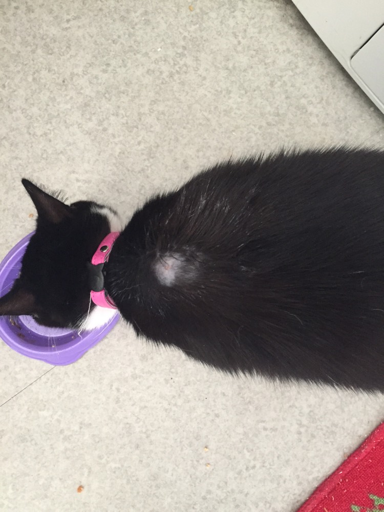 Vos Chats Ont Ils Eu Des Reactions Au Profender Pipette Vermifuge Chats Forum Animaux Doctissimo Vos Chats Ont Ils Eu Des Reactions Au Profender Pipette Vermifuge Chats Forum Animaux Doctissimo