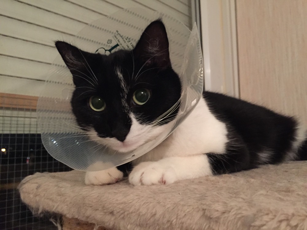 Collerette Chats Forum Animaux Doctissimo Collerette Chats Forum Animaux Doctissimo