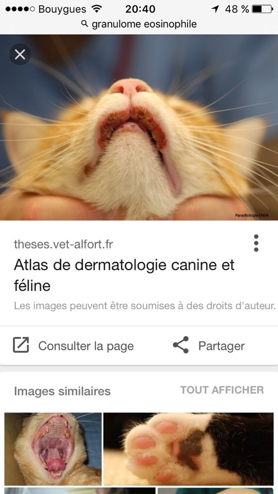 Levres Superieur Gonfle La Sante De Votre Chat Chats Forum Animaux Doctissimo