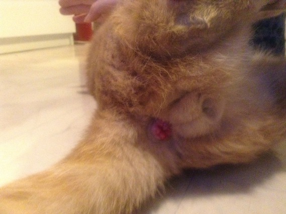 Mon Chat A Une Boule Rouge Qui Sort De L Anus Mon Chat A Une Boule Rouge Qui Sort De L Anus