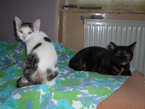 Ecaille De Tortue Sale Caractere Chats Forum Animaux Doctissimo Ecaille De Tortue Sale Caractere Chats Forum Animaux Doctissimo