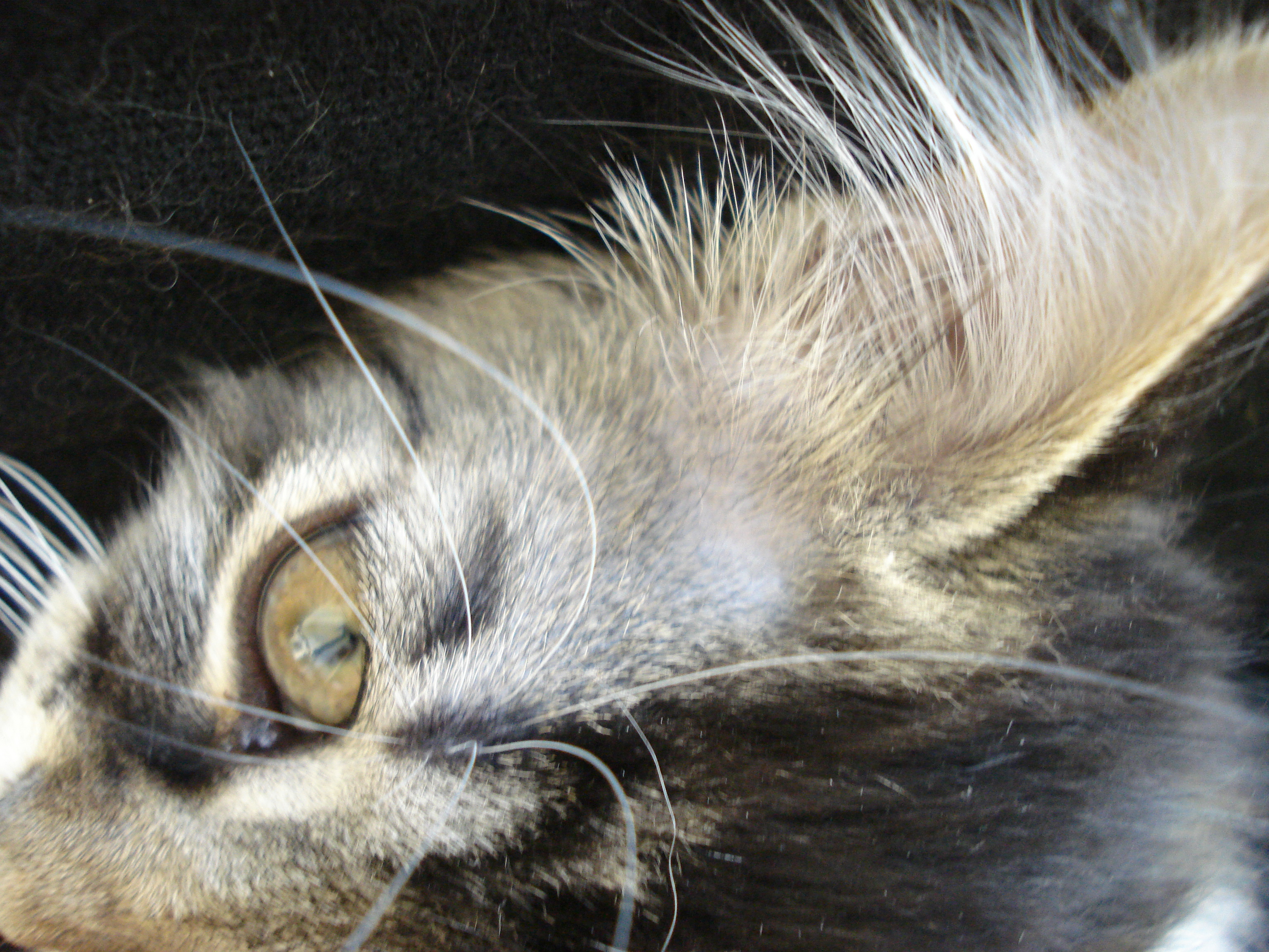 Pas De Poils Au Dessus Des Yeux Chats Forum Animaux Doctissimo Pas De Poils Au Dessus Des Yeux Chats Forum Animaux Doctissimo