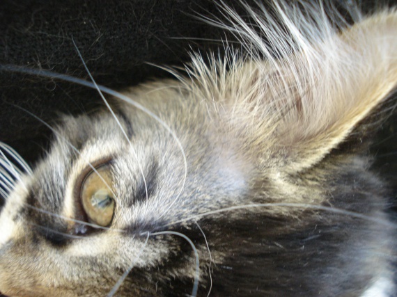 Pas De Poils Au Dessus Des Yeux Pas De Poils Au Dessus Des Yeux