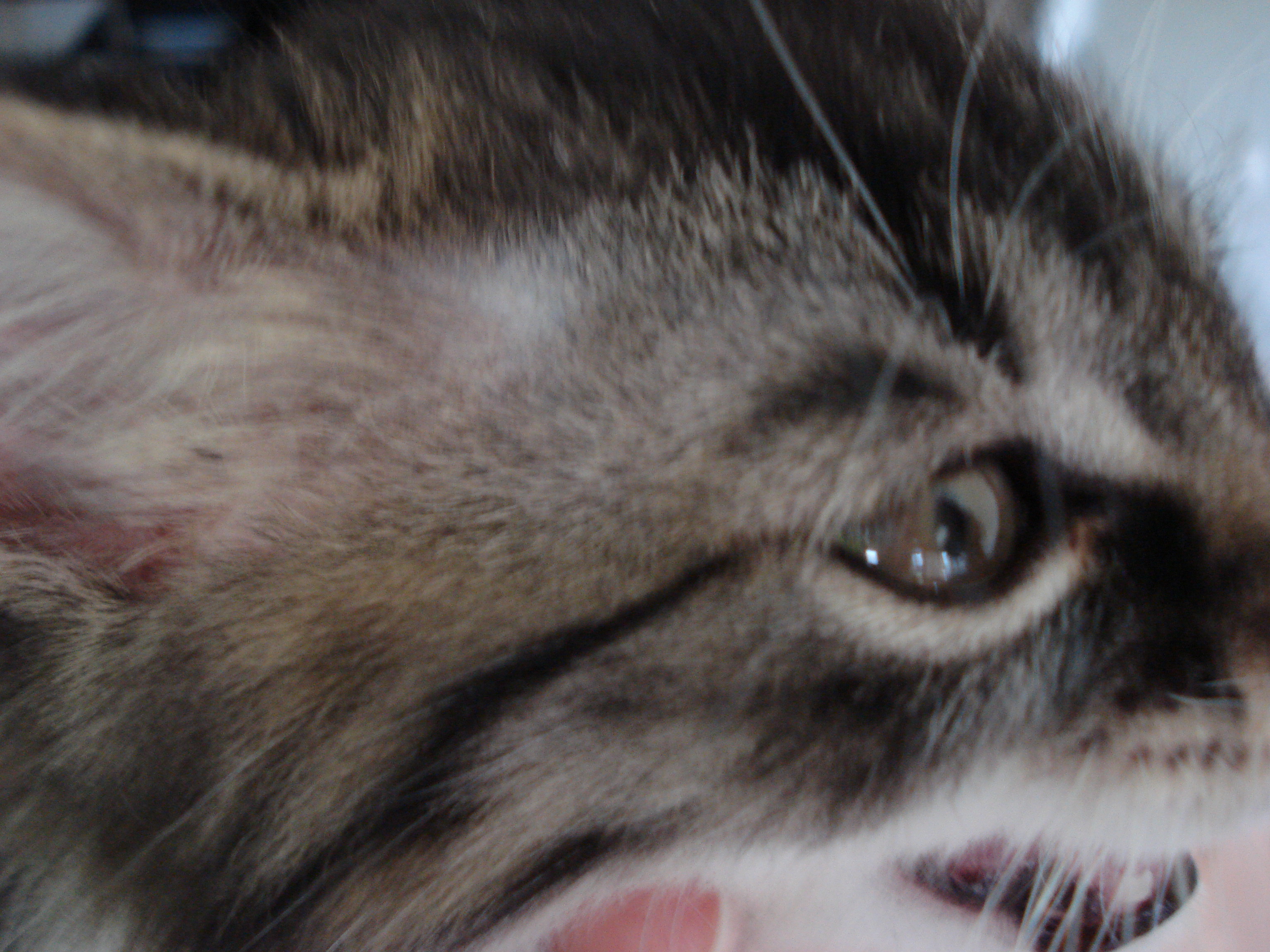 Pas De Poils Au Dessus Des Yeux Chats Forum Animaux Doctissimo Pas De Poils Au Dessus Des Yeux Chats Forum Animaux Doctissimo