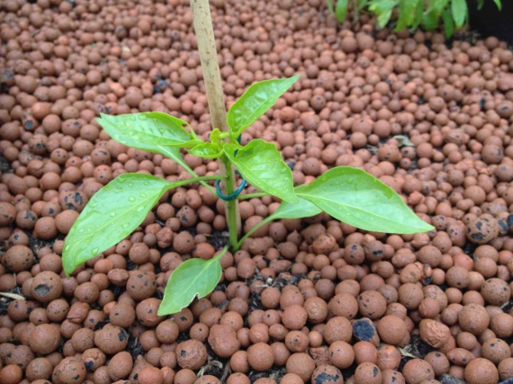 plant poivron