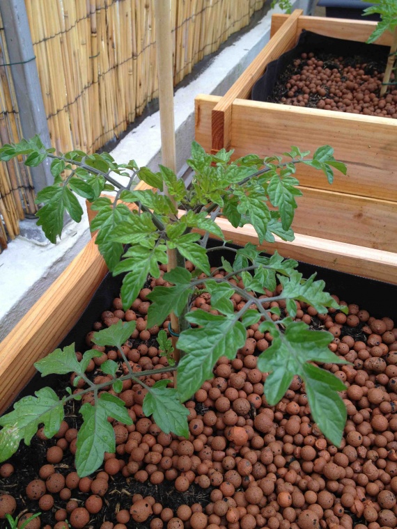 Plant tomates cerises