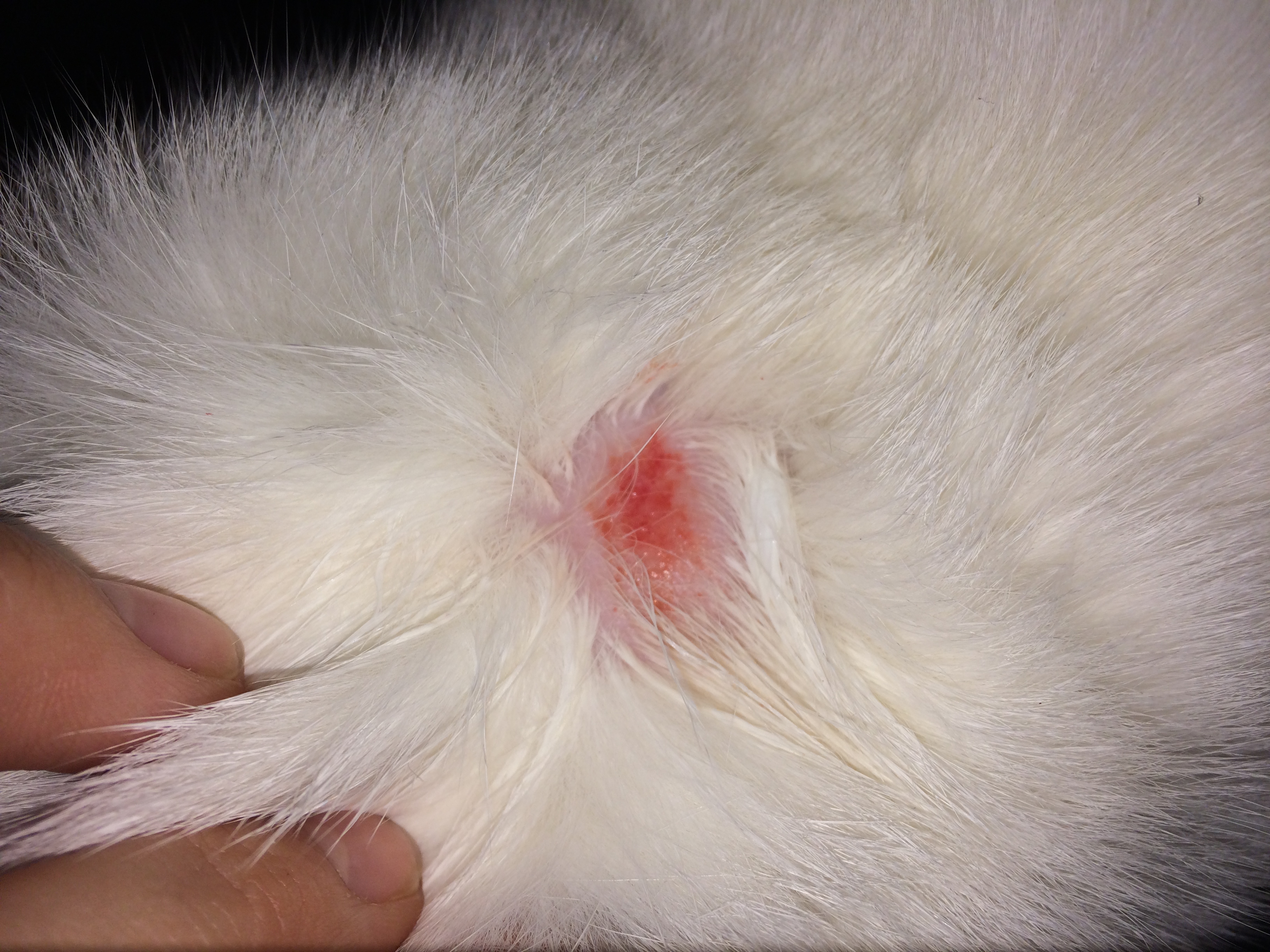 Plaque Rouge Comme Une Brulure Sur Mon Chat Medecine Veterinaire Forum Animaux Doctissimo Plaque Rouge Comme Une Brulure Sur Mon Chat Medecine Veterinaire Forum Animaux Doctissimo