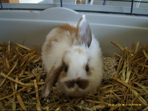 Oreille De Lapin Belier Hamsters Cochons D Inde Lapins Forum Animaux Doctissimo Oreille De Lapin Belier Hamsters Cochons D Inde Lapins Forum Animaux Doctissimo