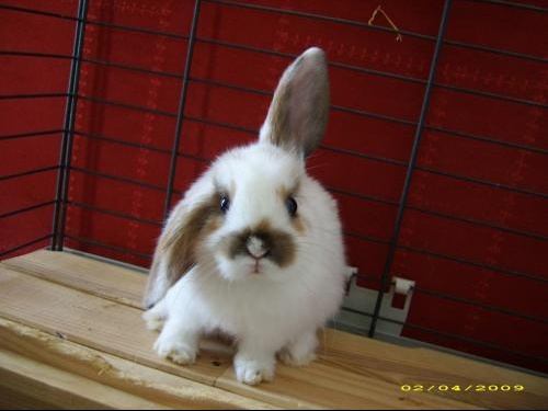 Oreille De Lapin Belier Hamsters Cochons D Inde Lapins Forum Animaux Doctissimo Oreille De Lapin Belier Hamsters Cochons D Inde Lapins Forum Animaux Doctissimo