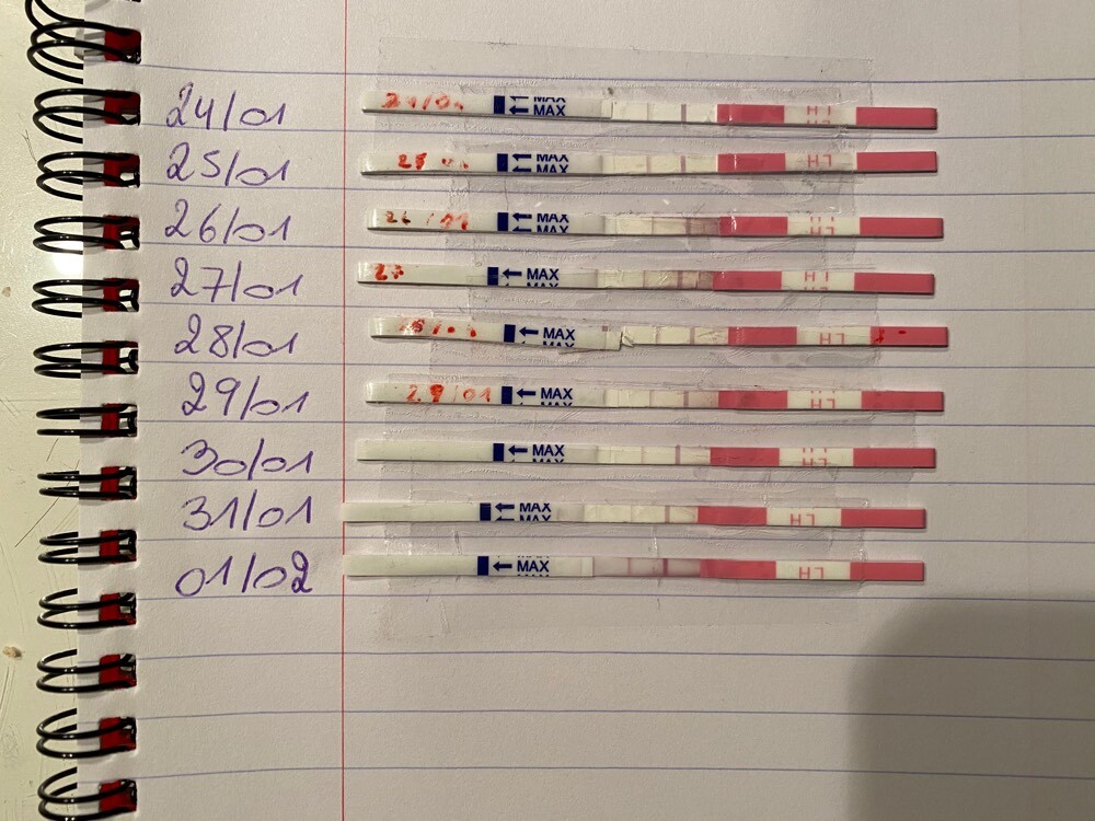 test ovulation bandelette Courbe de température ovulation FORUM