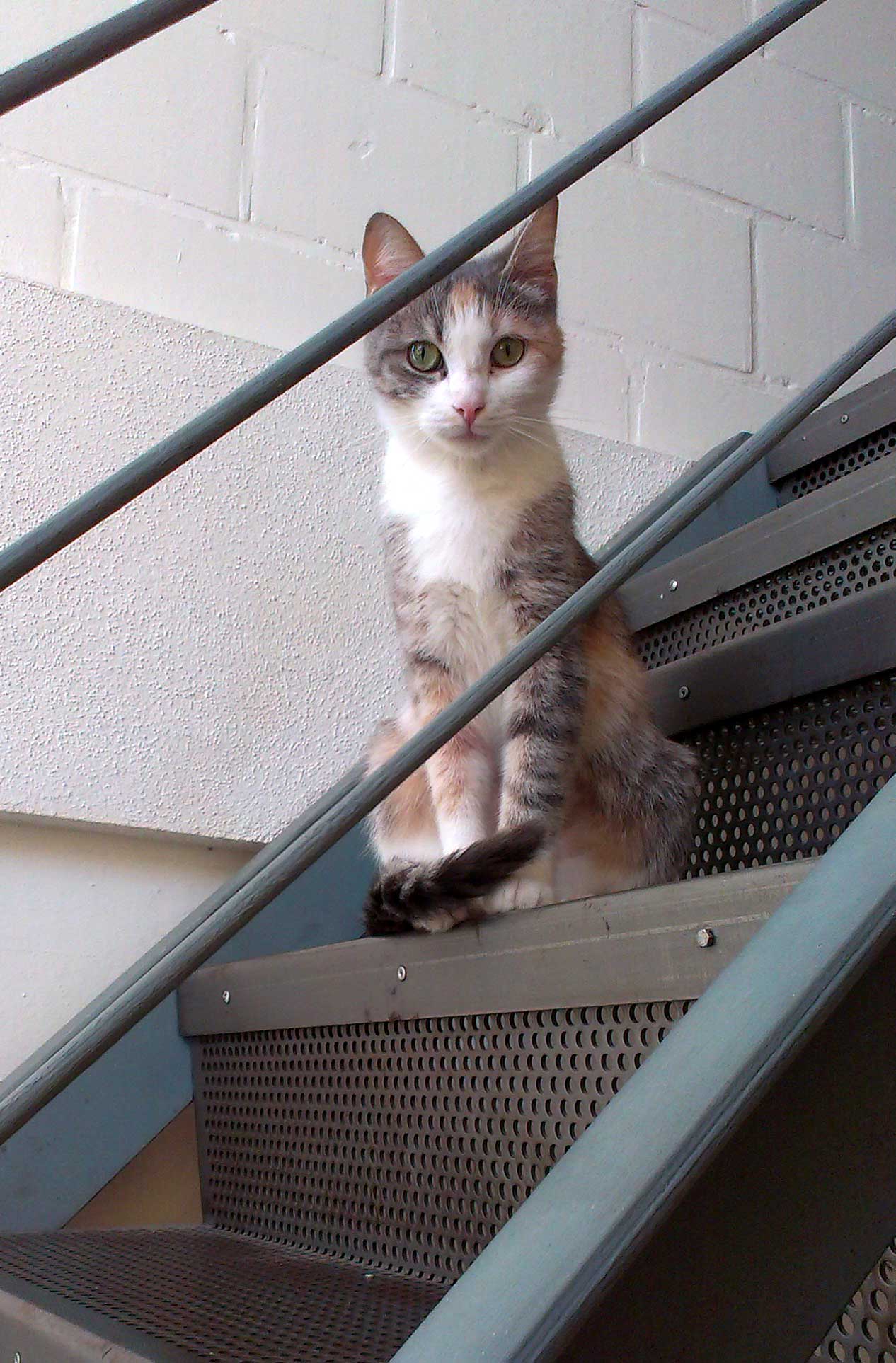 Liquide Dans L Abdomen Peritonite Infectieuse Feline Medecine Veterinaire Forum Animaux Doctissimo Liquide Dans L Abdomen Peritonite Infectieuse Feline Medecine Veterinaire Forum Animaux Doctissimo