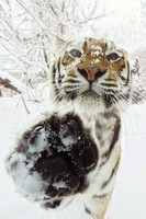 tigre-dans-la-neige