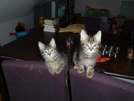 194 - Deux chatons sur une chaise