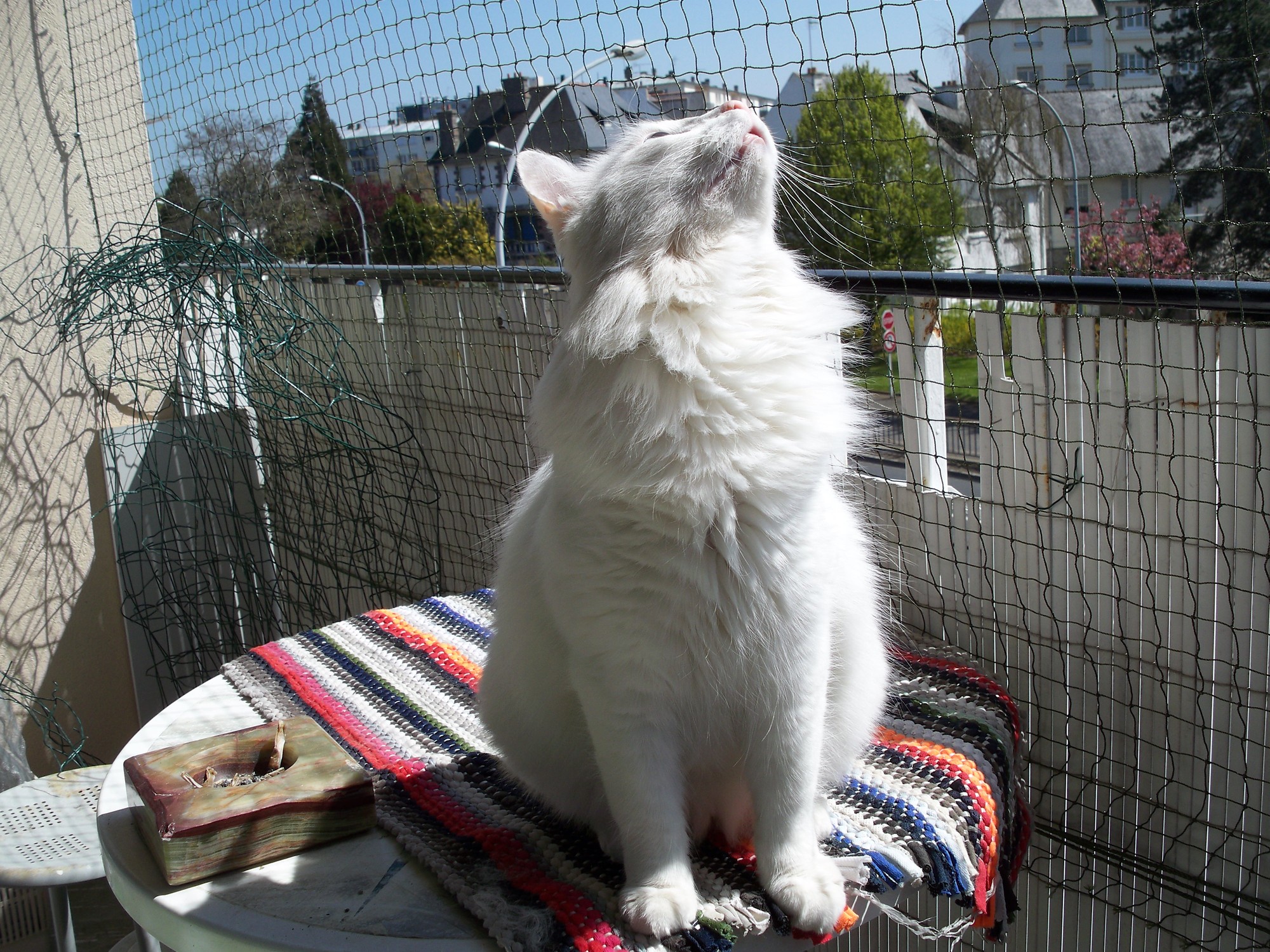 Chat Qui Saute Par Dessus Le Balcon Solution Chats Forum Animaux Doctissimo Chat Qui Saute Par Dessus Le Balcon Solution Chats Forum Animaux Doctissimo