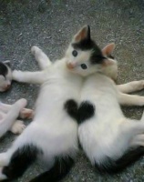 coeur de chats