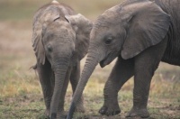 bébé éléphants