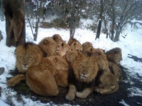 fond d'ecran lions et lionnes en hiver - Lions and lioness wallpaper