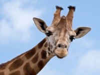 giraffe sacha