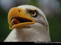 http___img.wallpapers-zone.com_wallpapers_animaux_aigles_aigles_001