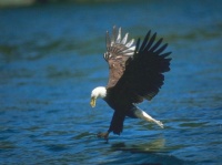 http___img.wallpapers-zone.com_wallpapers_animaux_aigles_aigles_002