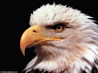 http___img.wallpapers-zone.com_wallpapers_animaux_aigles_aigles_006