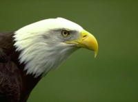 http___img.wallpapers-zone.com_wallpapers_animaux_aigles_aigles_027