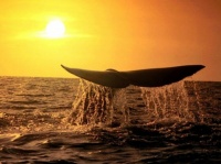 http___img.wallpapers-zone.com_wallpapers_animaux_baleines_baleines_022