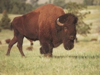 http___img.wallpapers-zone.com_wallpapers_animaux_bisons_bisons_002