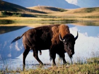 http___img.wallpapers-zone.com_wallpapers_animaux_bisons_bisons_005